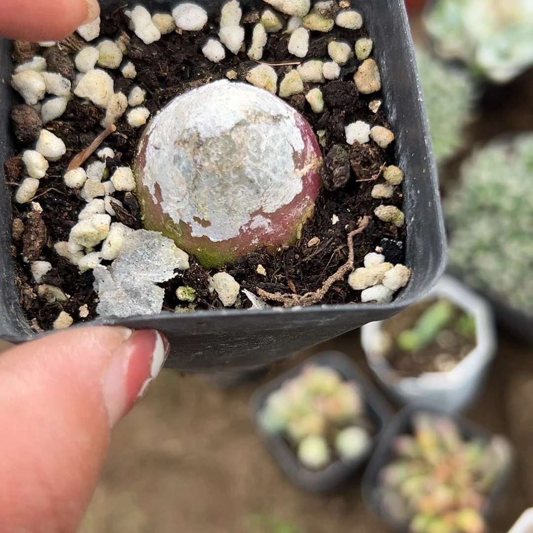 多肉植物灯泡单头