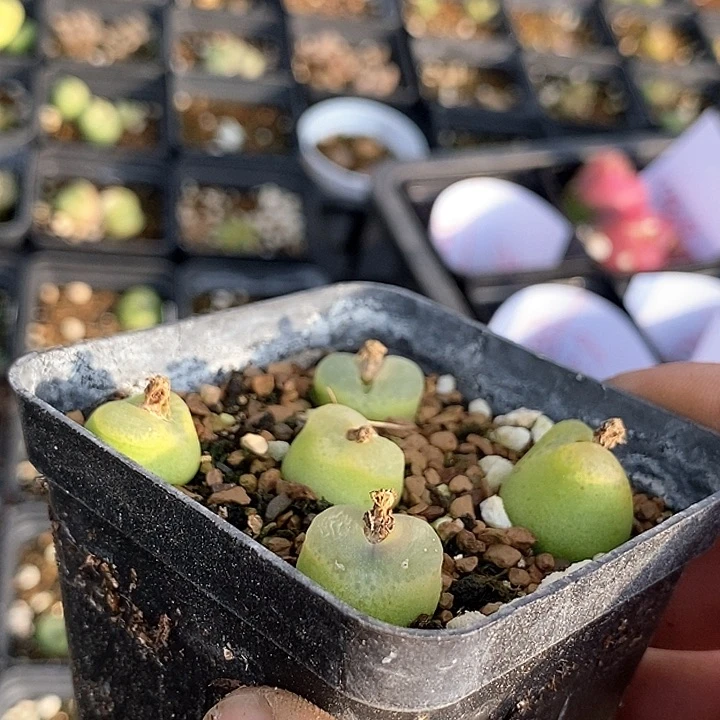 17560一盆拉登杂