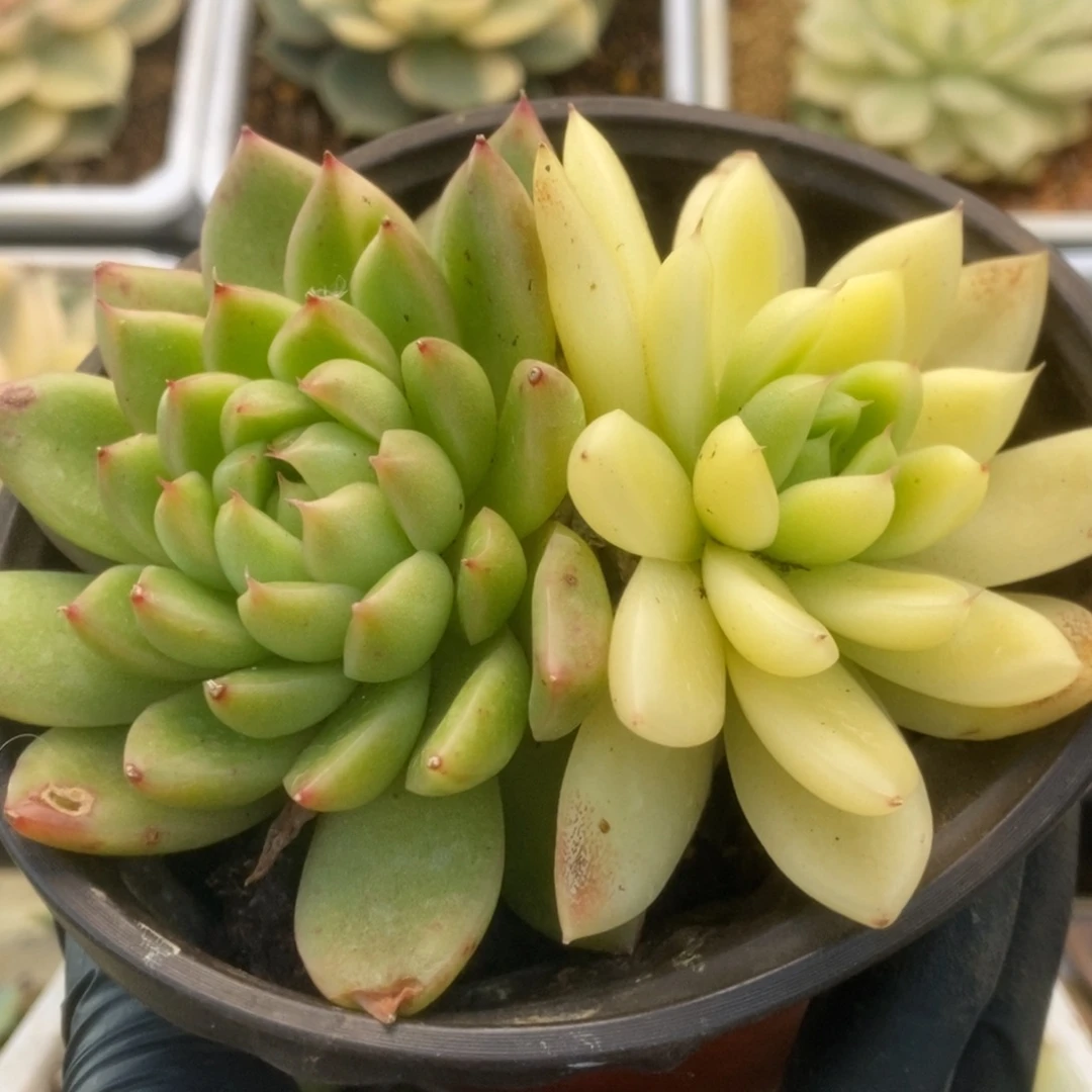 204西亚锦锦锦锦锦锦锦