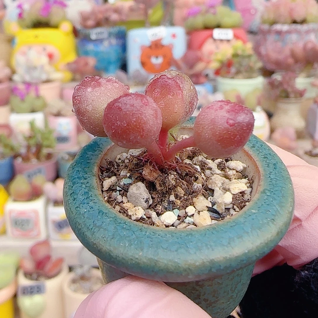 L鼓槌红泡泡 盆口2.5cm