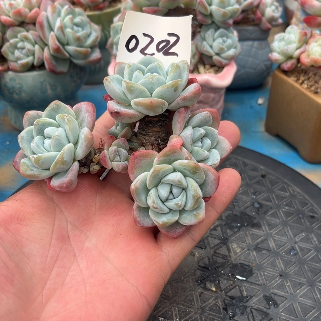 0202冰玉造型老桩大粗腿11厘米