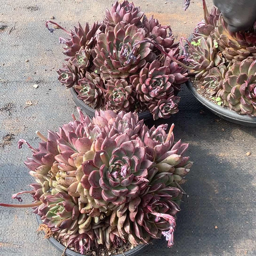 大偏手捧花发货12.8米 量拍多肉