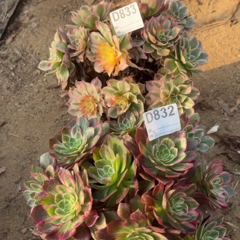 多肉植物玉芙蓉万花筒