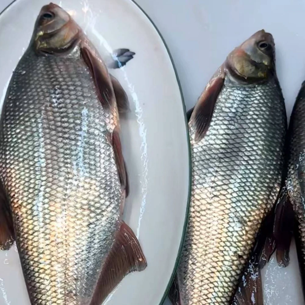 【顺丰冷链】江白鱼青梢鱼5.5斤-6斤刺少肉鲜