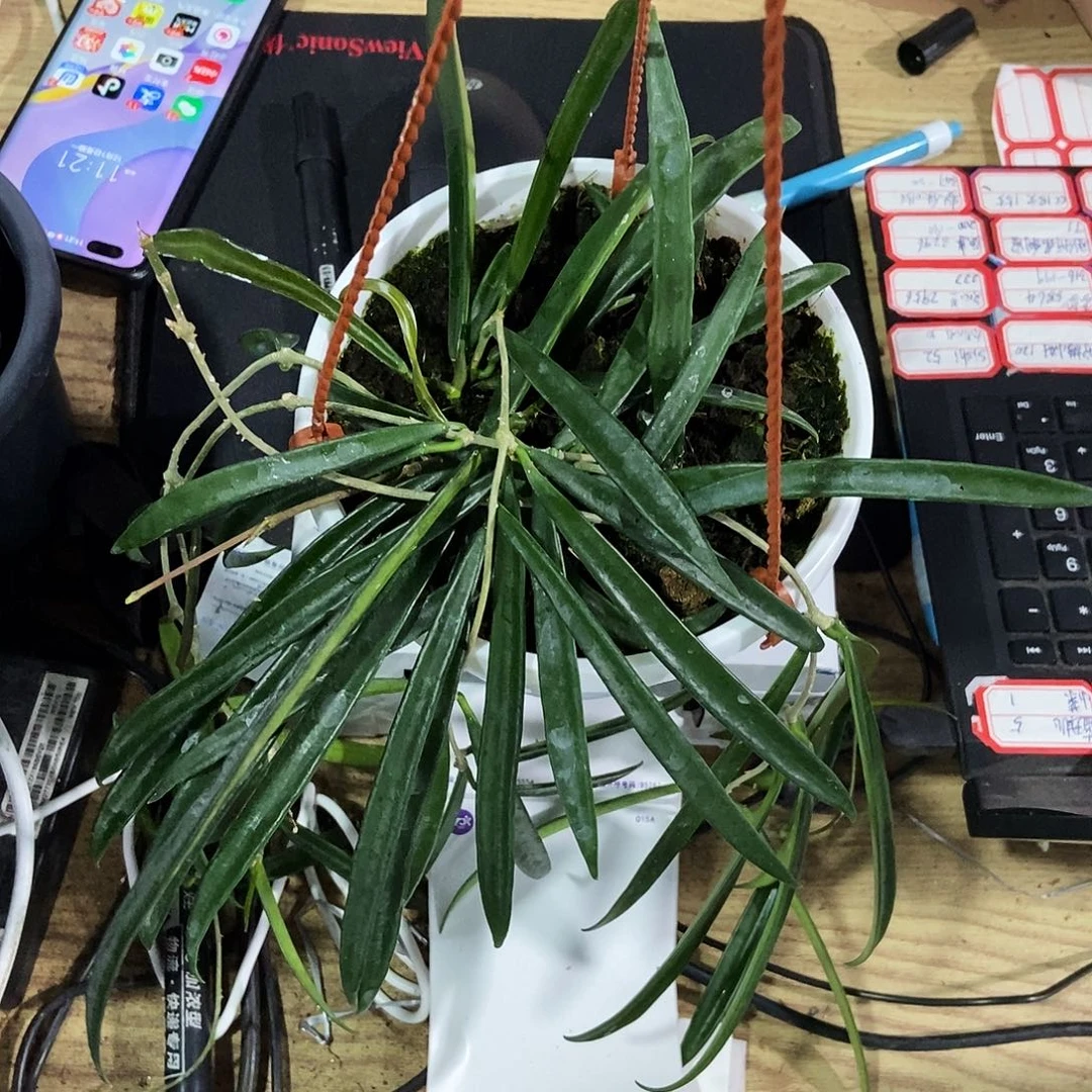 换***界完全开放牧羊球兰