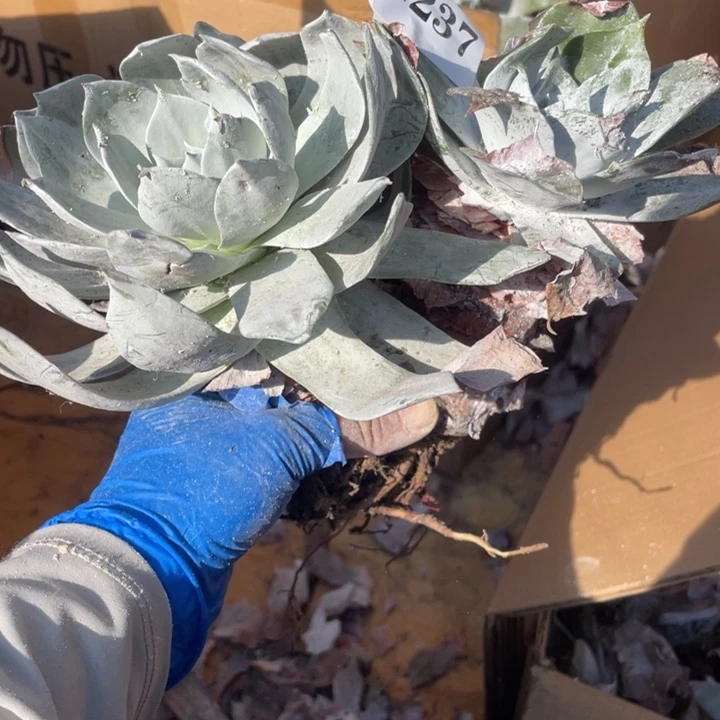 237号雪山2颗多肉植物