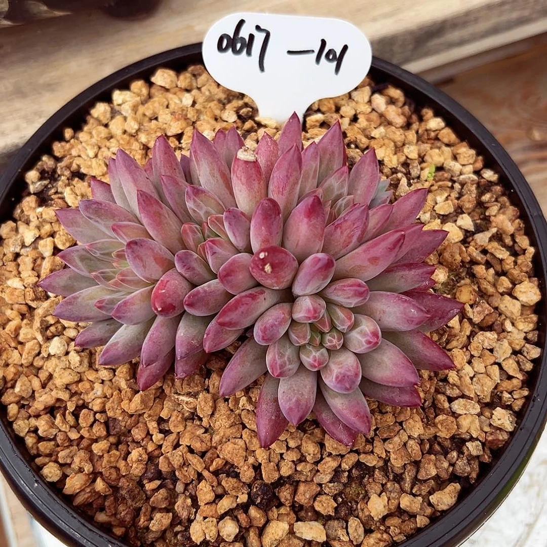 0617-101钻石虞美人