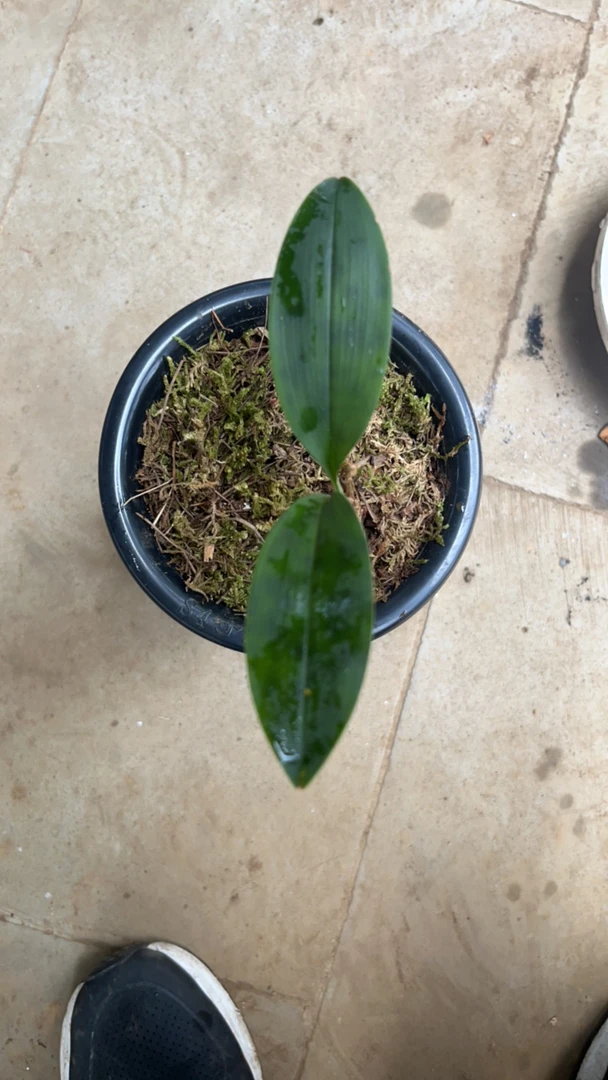 磨砂兔斑艺，大苗原生种