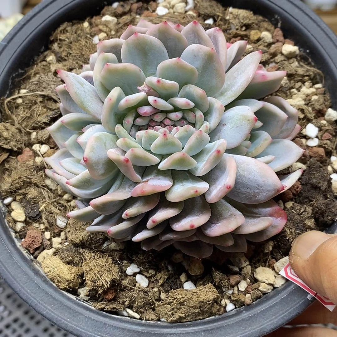 25137 橙梦露锦缀龙头龙尾