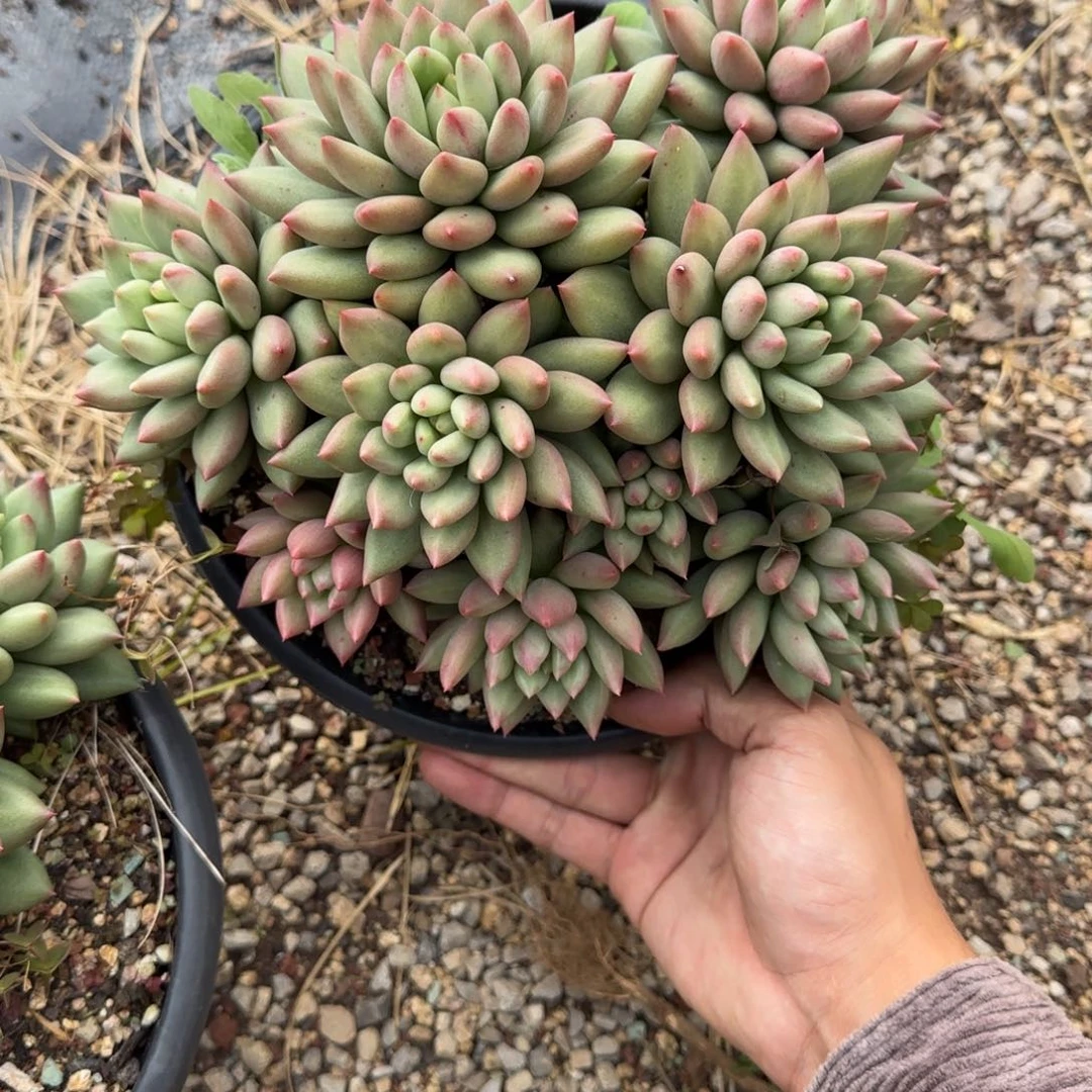 一物一拍米其林111