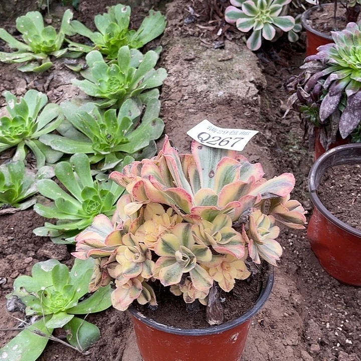 267青花瓷多肉植物
