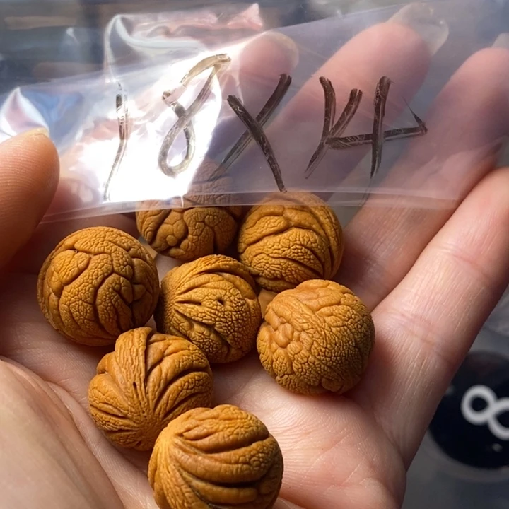 手串文玩核桃秦岭野生龙纹桃核18