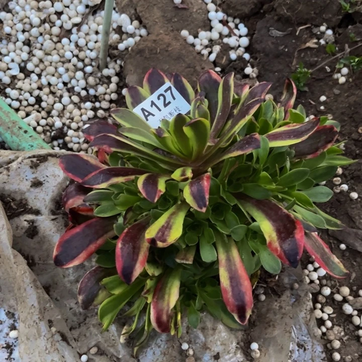 127欧嘉莉量多肉法师不包断枝