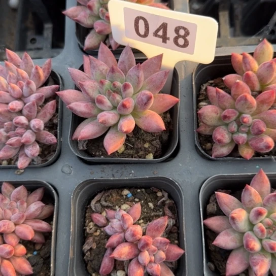 48车厘子多肉多肉多