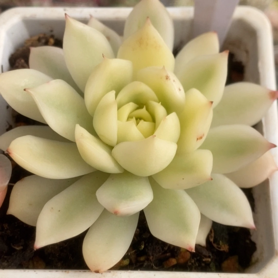 317加勒比海蓝锦锦锦锦锦锦