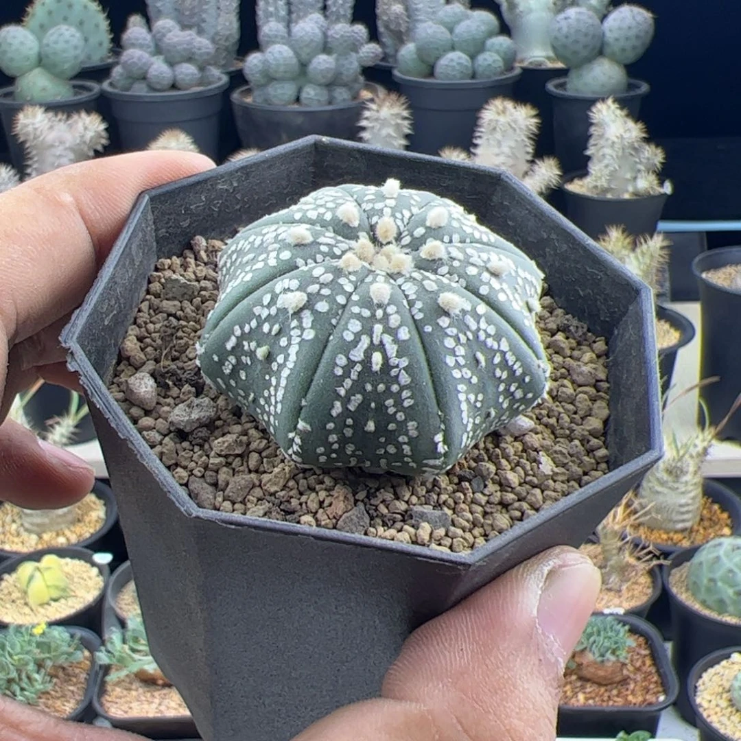 海星兜4.5实生一物一拍