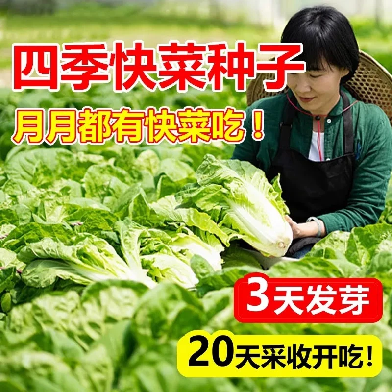 四季奶油快菜种子小白菜种孑菜种籽青菜速生快菜种籽蔬菜籽种大全