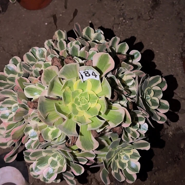 584妖月多肉植物的