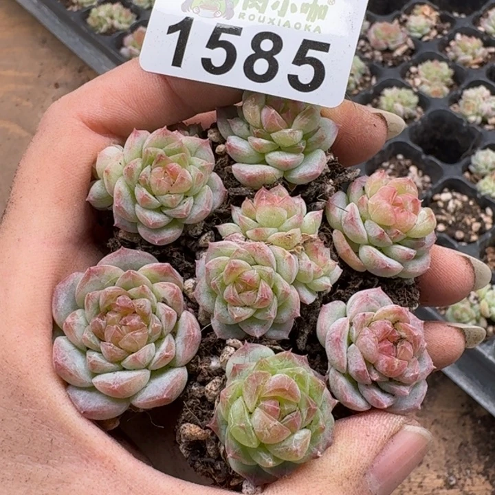 无花朵多肉植物多肉植物