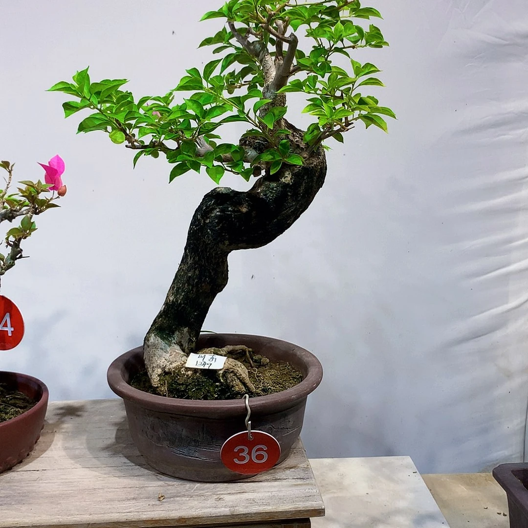 完全开放三角梅盛会开花的