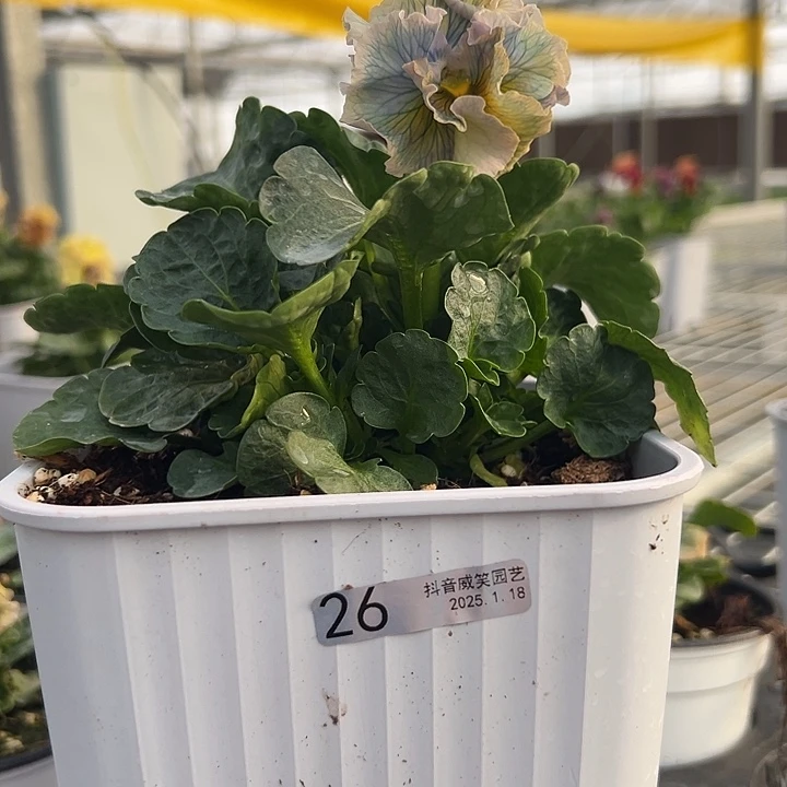 红陶昼**分抖音直播闪拍26