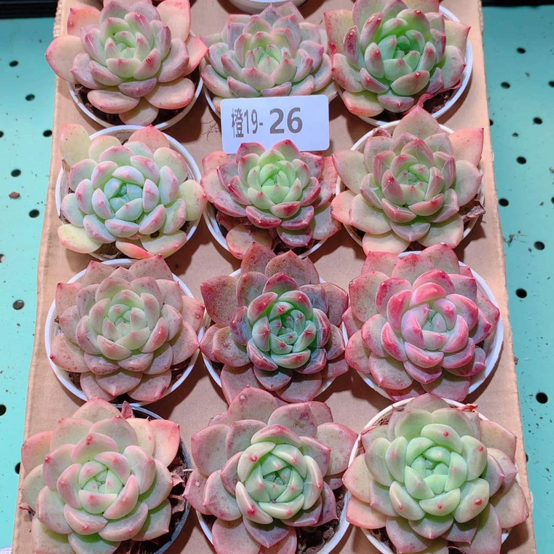 19-26一物一拍多肉带盆18颗