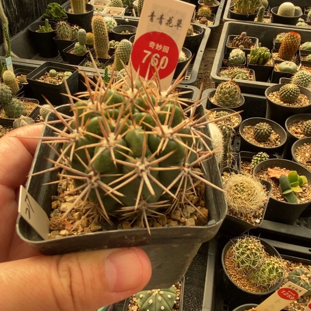 恐龙丸一颗仙人球，