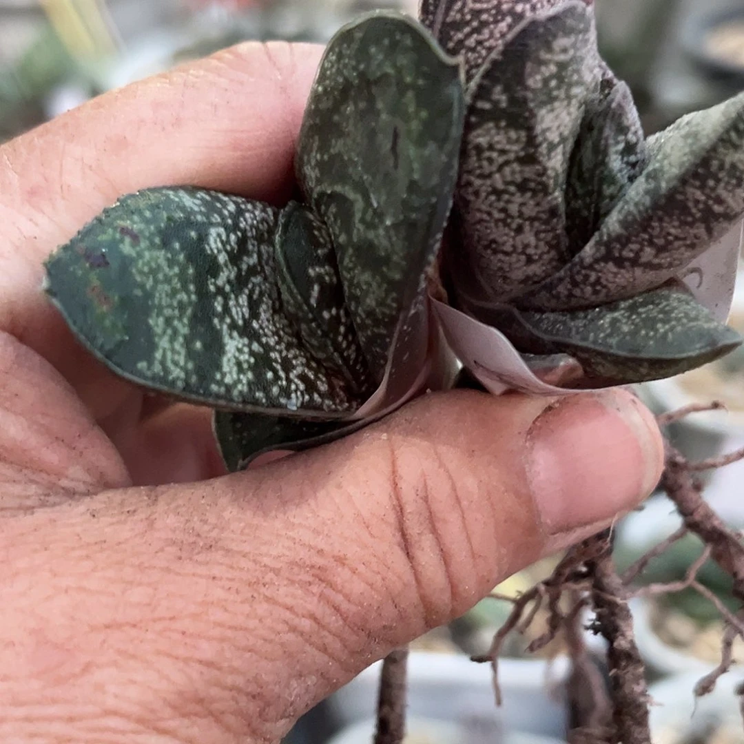 用****7用户1527专拍11111111