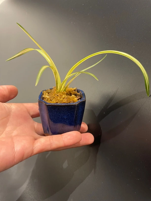 春兰富贵阳光金边线艺室内香型盆景花艺双全茶台精品盆景兰花盆景