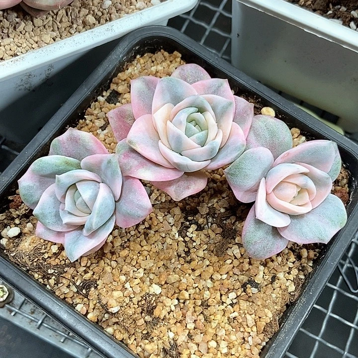 可爱玫瑰彩锦群多肉