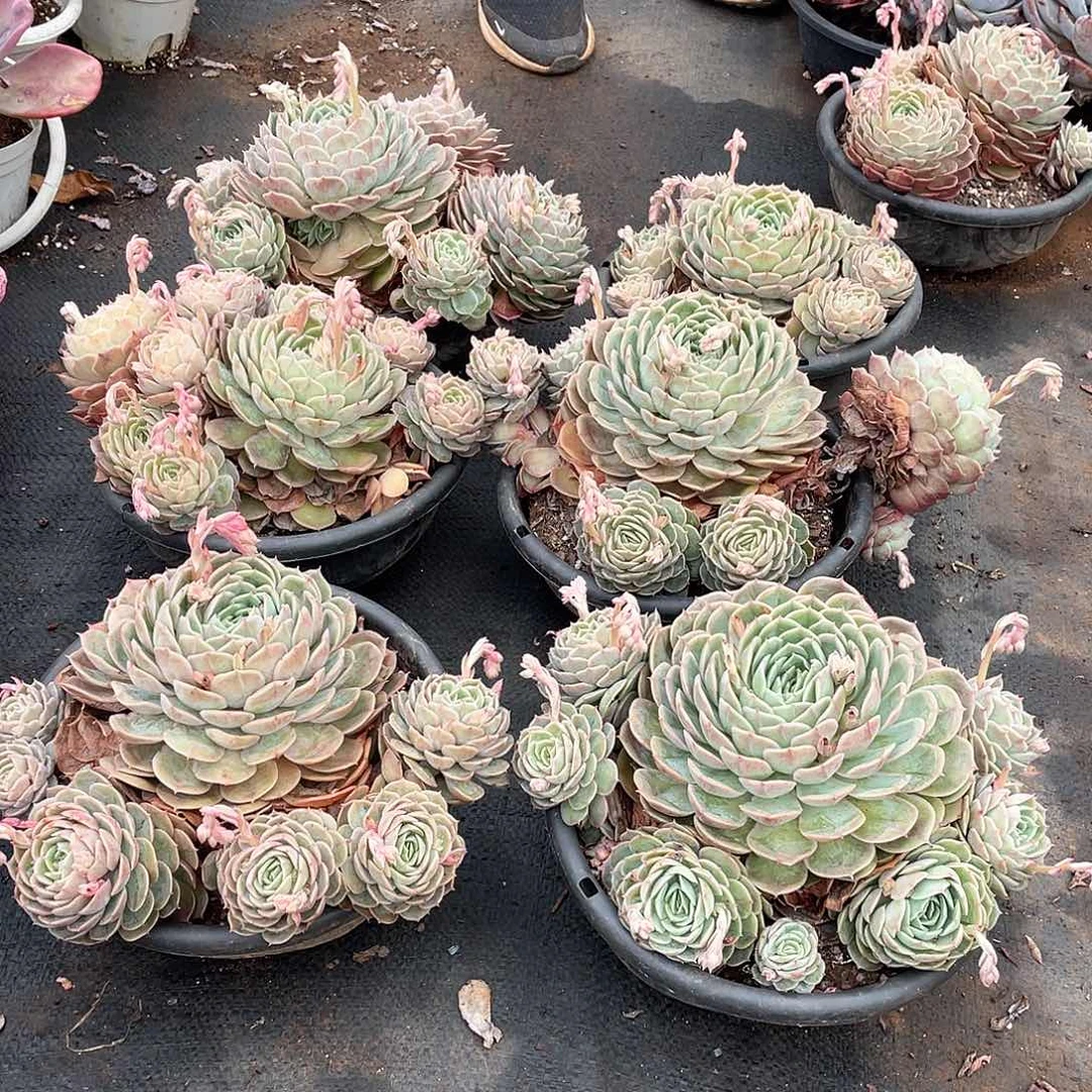 安斯诺11.8米 量拍多肉