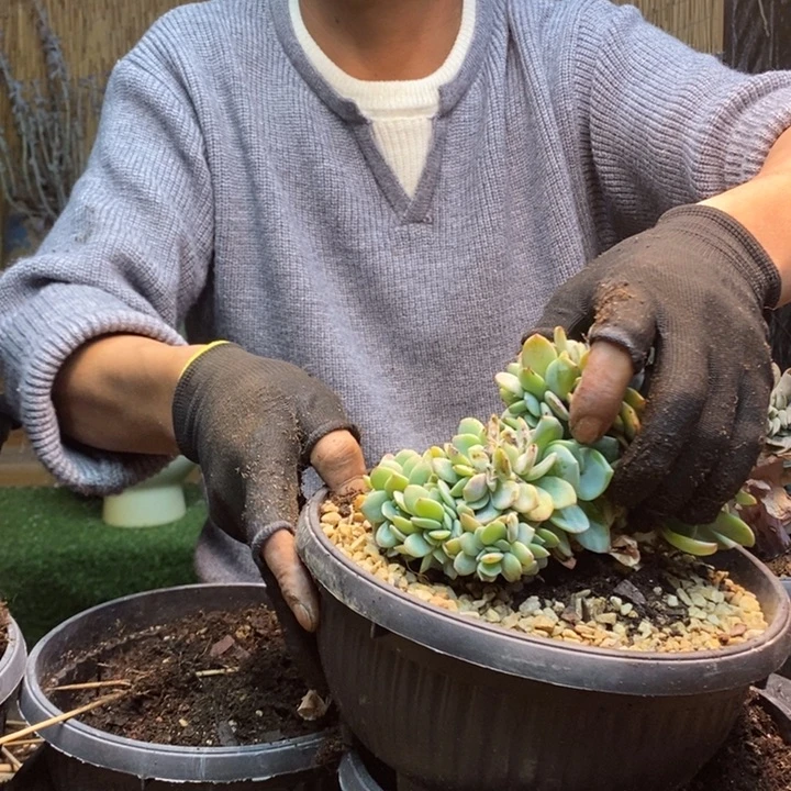 古***青392 号白凤多肉植物