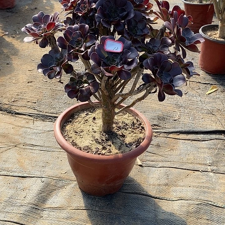 12，晚霞多肉法师多肉法师多肉法师