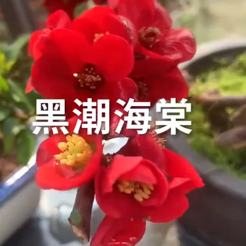 原生 黑潮海棠花 小苗