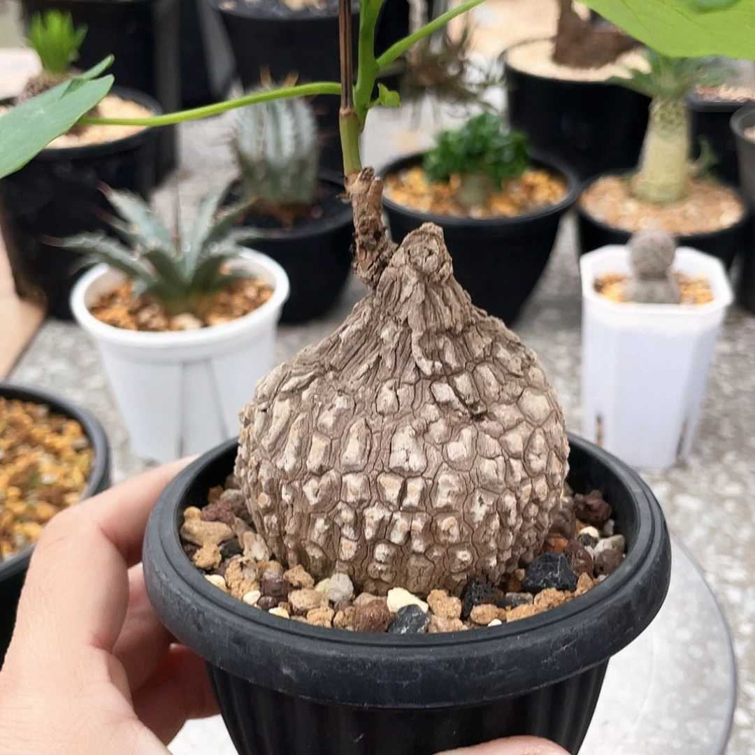 龙嘉龟66666666666666