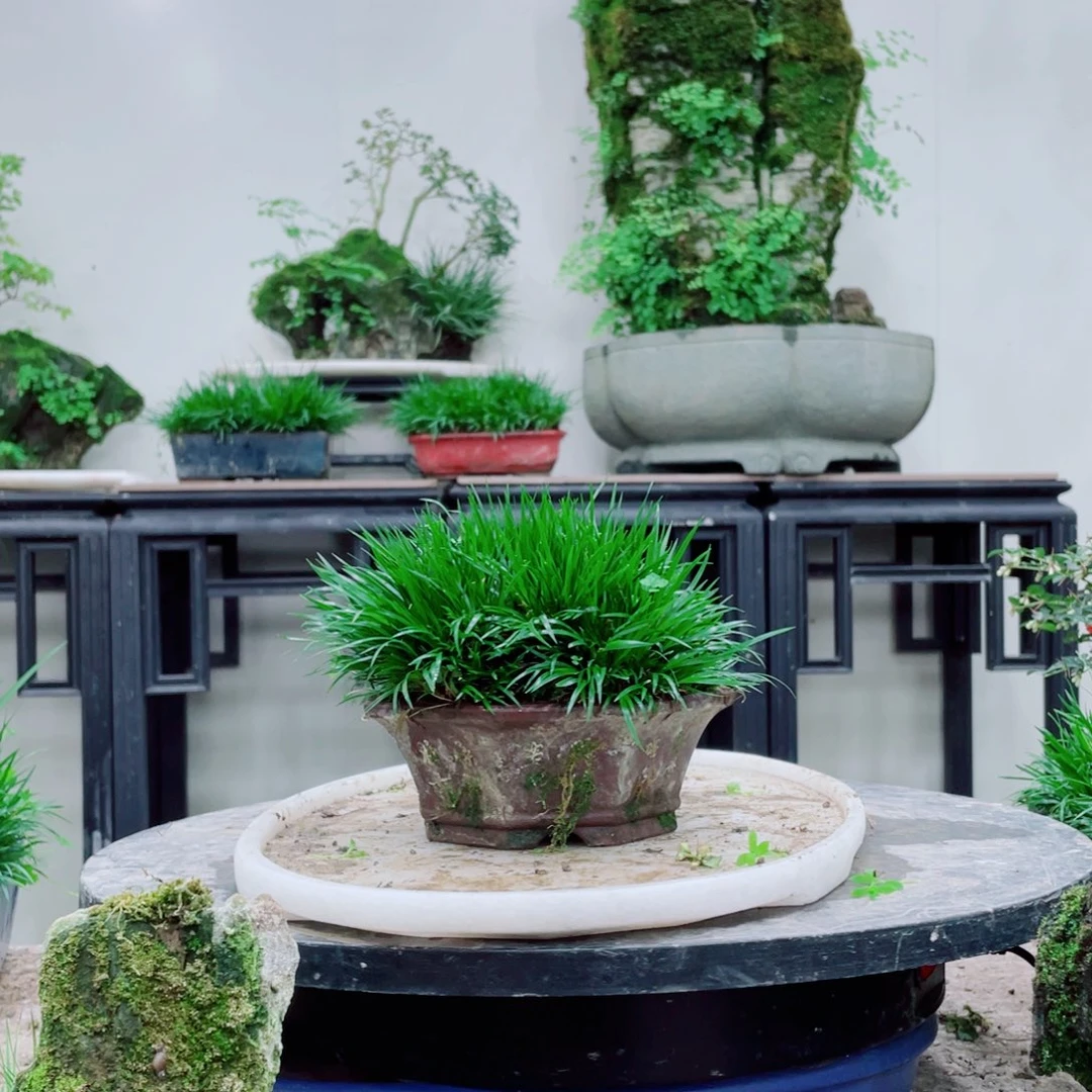 无铅玻璃用****5铁线蕨铁线蕨铁线蕨