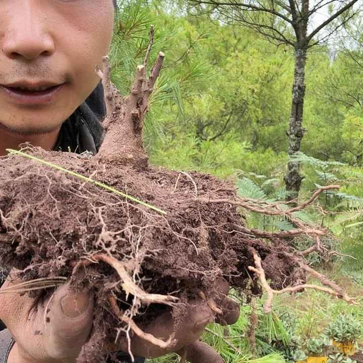 当前无花栽培后可以开花
