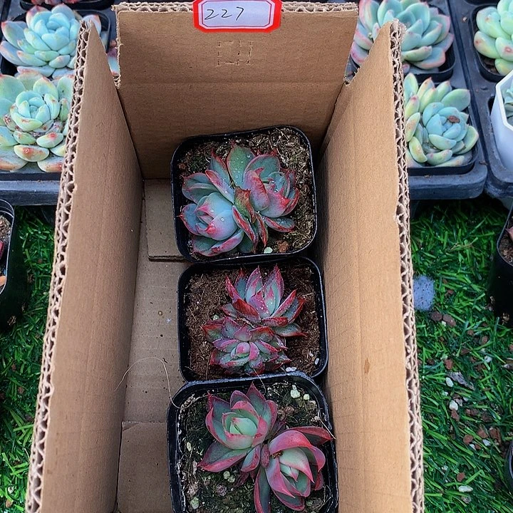 A227惊鸿仙子多肉