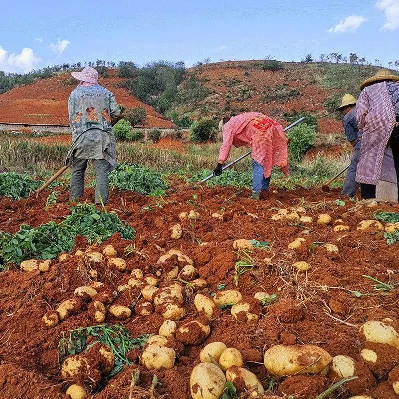 云南高山黄皮黄心土豆马铃薯粉糯大个火锅食材批发应季便宜蔬菜