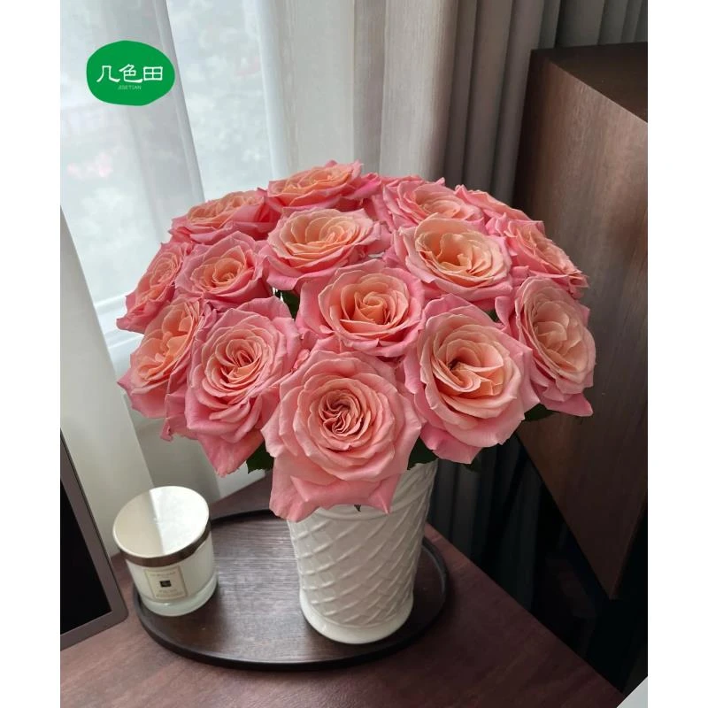 20枝猪小姐—单头玫瑰云南直发鲜花