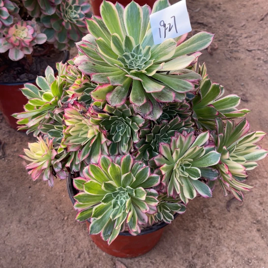 19-27天河手捧多肉