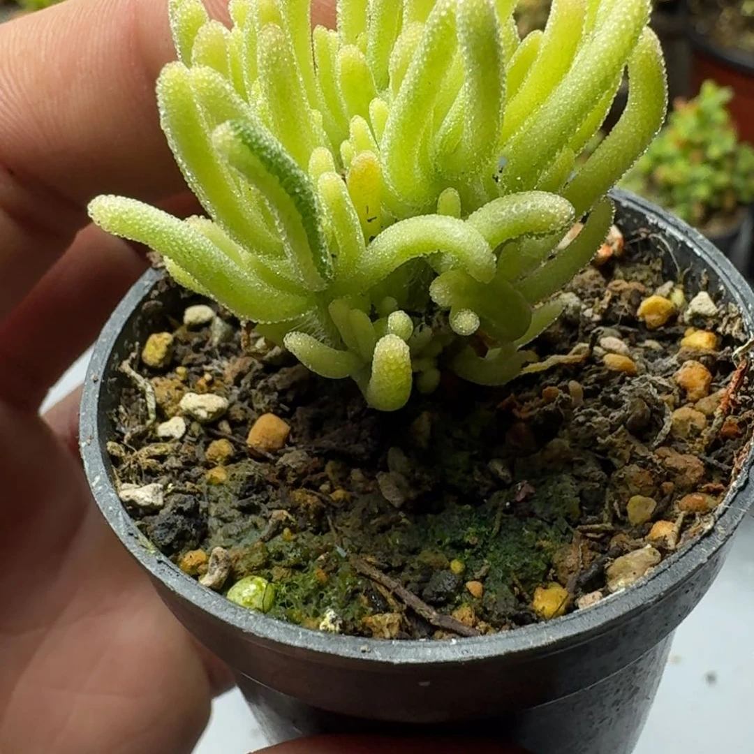 荧光兔锦 多肉植物枝干番杏