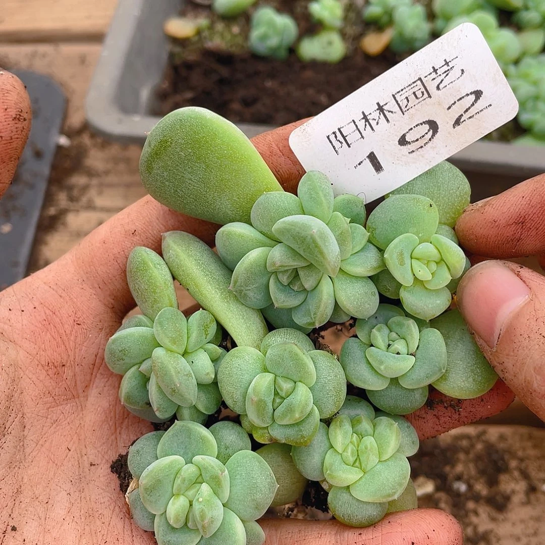 M***多肉植物多肉植物192