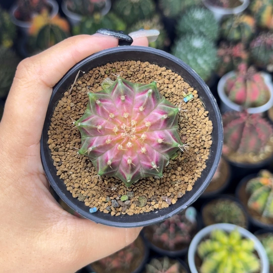 泰系轮回，福利带盆土