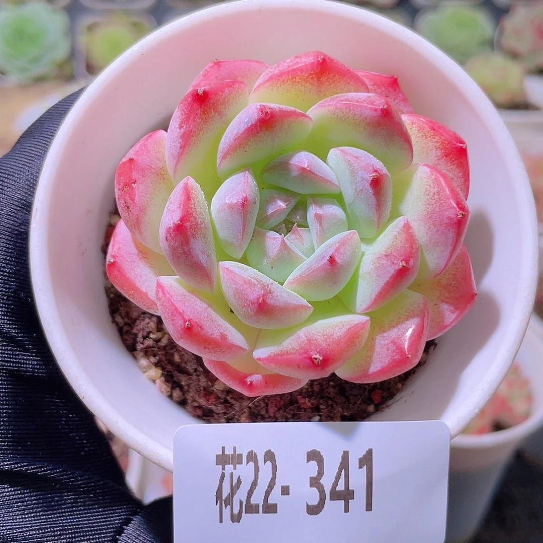 花利美22-341白桃汽水