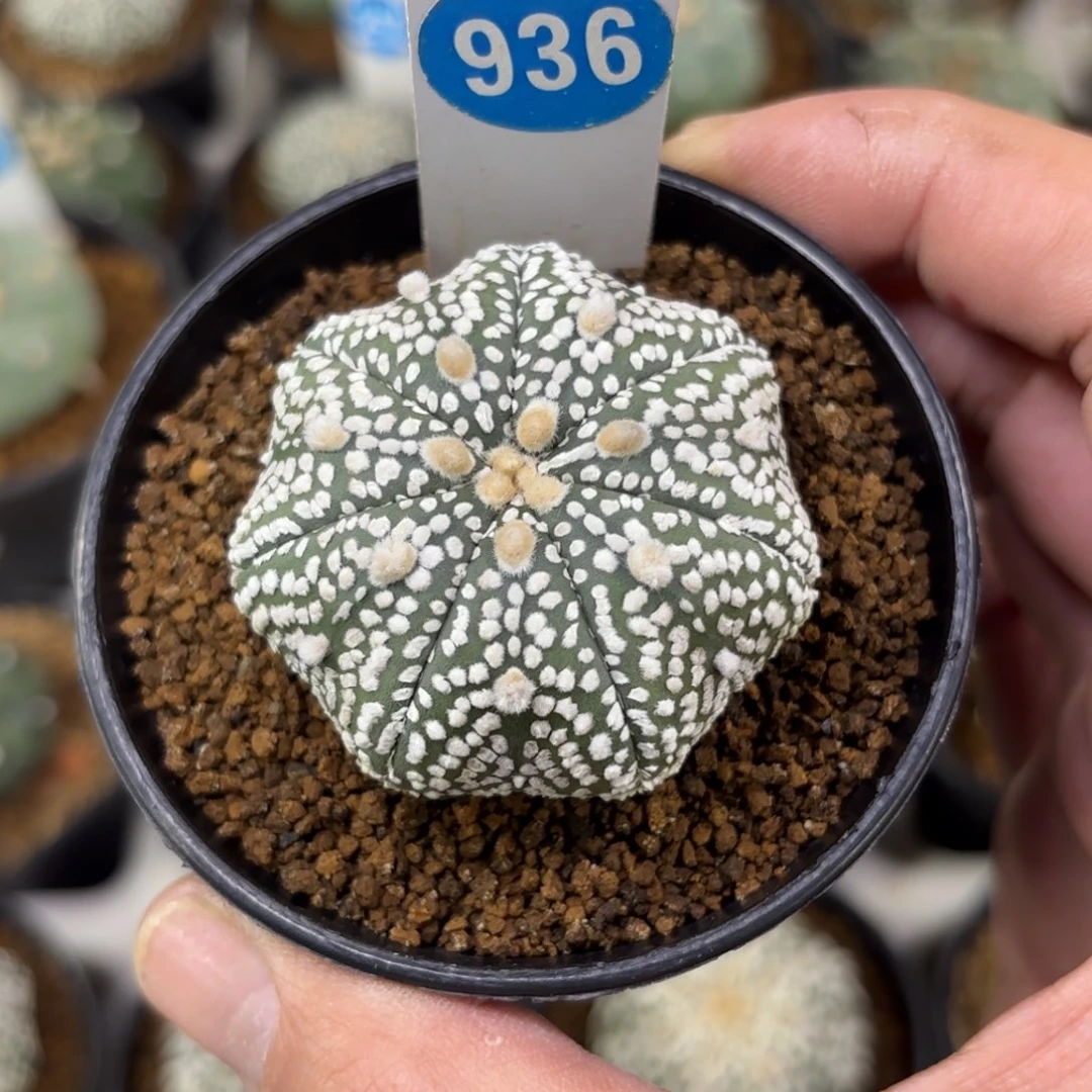 936实生海星超兜带盆带土