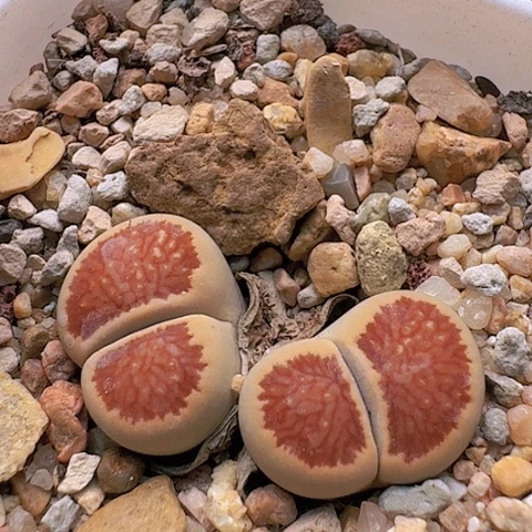 2046菊红窗菊花纹丝绒面母本带盆