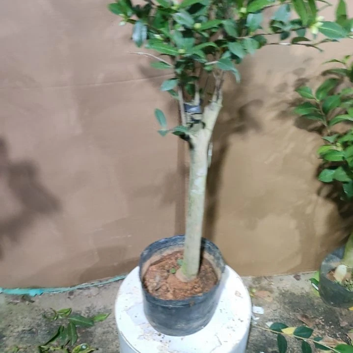 441飘柔，原盆原土发货，不包邮