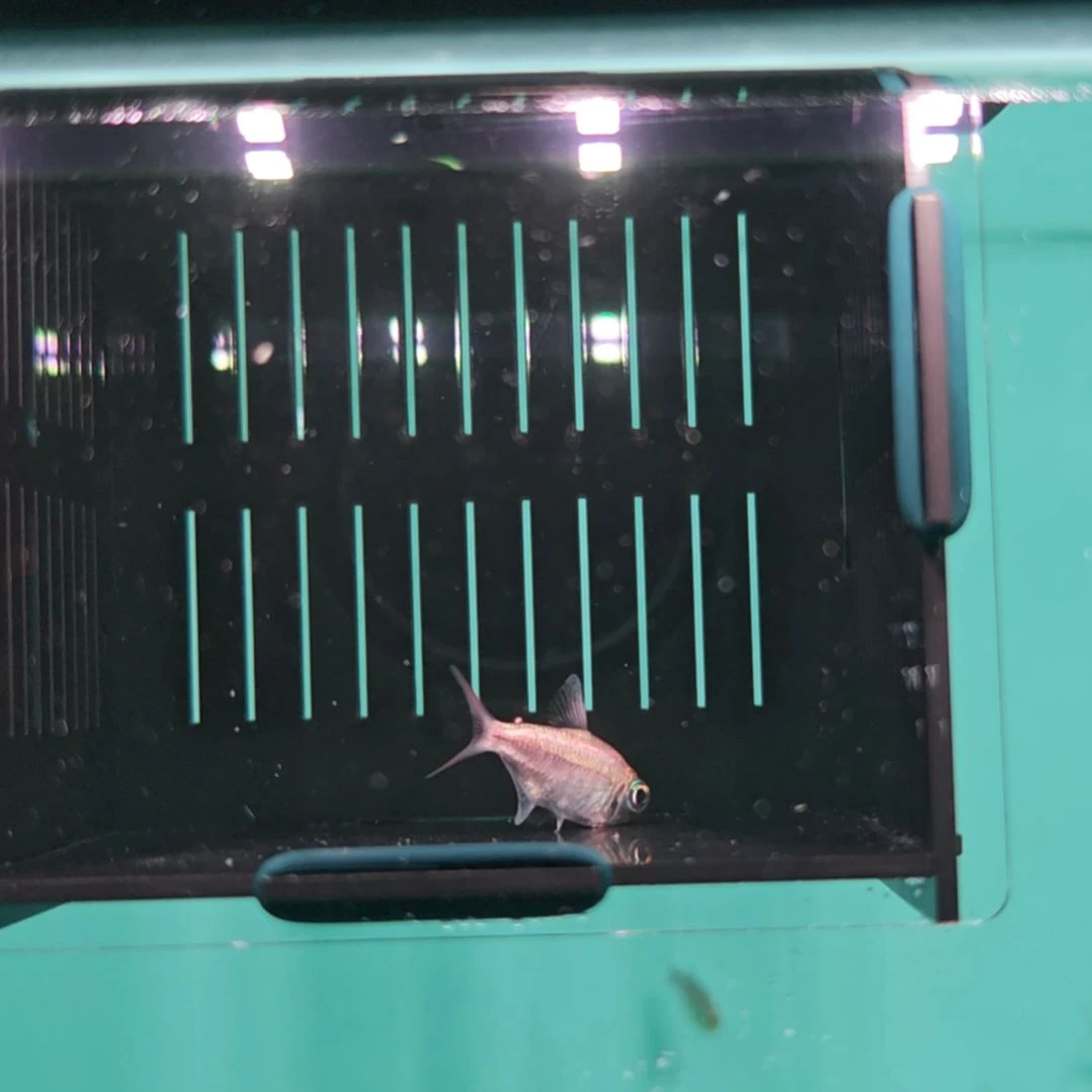 灯科鱼白金粉钻碎金一只