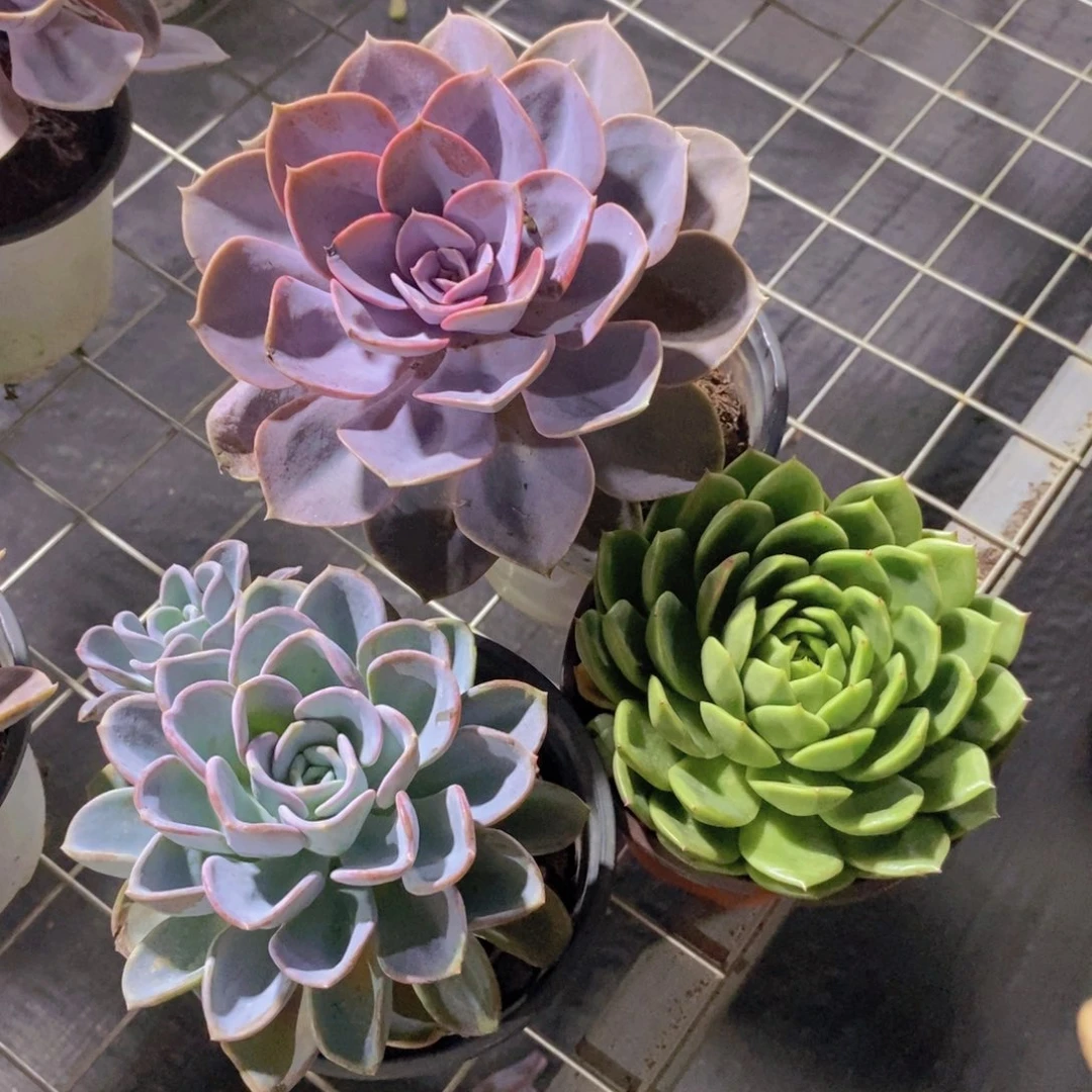 美尻，紫珍珠，绿水鬼大单头各一